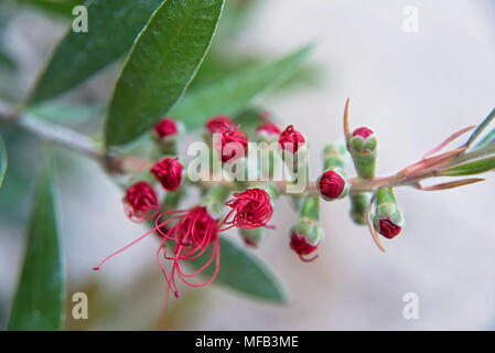 Zitrone bottlebrush Stockfoto