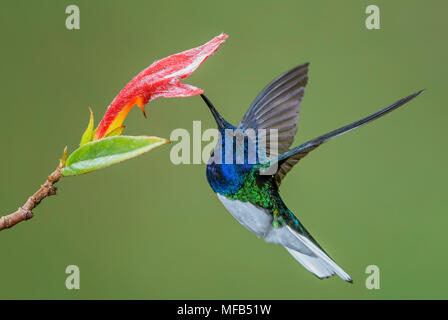Weiß-necked Jakobiner - Florisuga mellivora, schöne bunte Kolibri aus Mittelamerika, Wälder, Costa Rica. Stockfoto