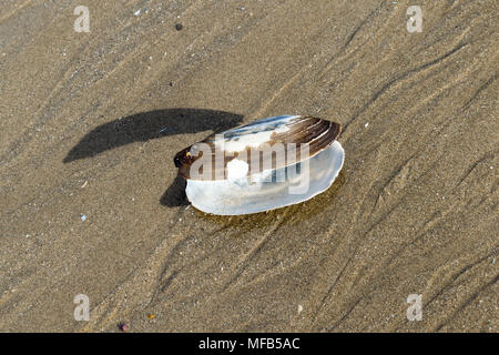 Gemeinsame Otter Shell Lutraria lutraria Stockfoto
