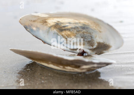 Gemeinsame Otter Shell Lutraria lutraria Stockfoto