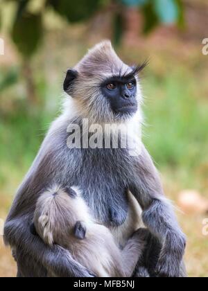 Gemeinsame langur Sri Lanka Stockfoto