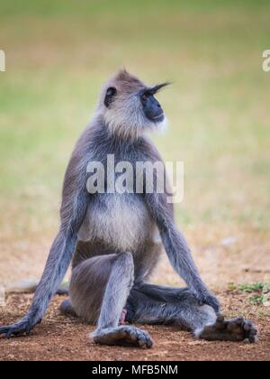 Gemeinsame langur Sri Lanka Stockfoto