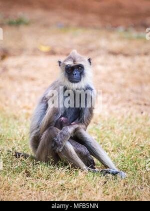 Baby Gemeinsame langur Sri Lanka Stockfoto