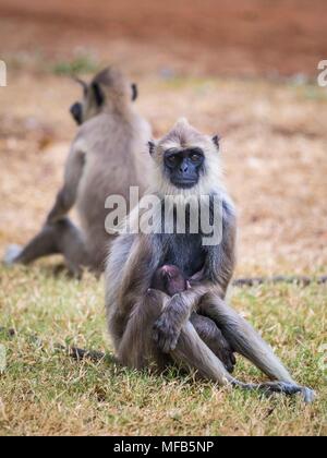 Gemeinsame langur Sri Lanka Stockfoto