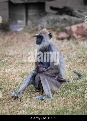 Gemeinsame langur Sri Lanka Stockfoto