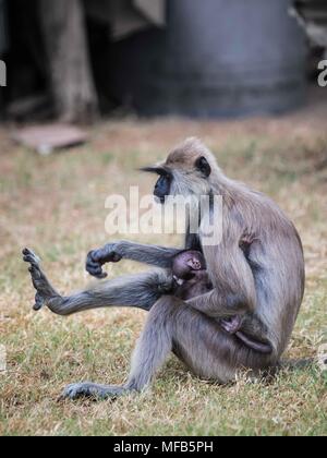 Gemeinsame langur Sri Lanka Stockfoto