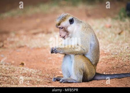 Toque macaque Sri Lanka Stockfoto