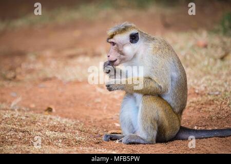 Toque macaque Sri Lanka Stockfoto