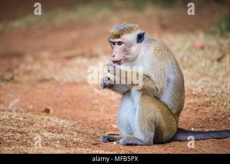 Toque macaque Sri Lanka Stockfoto