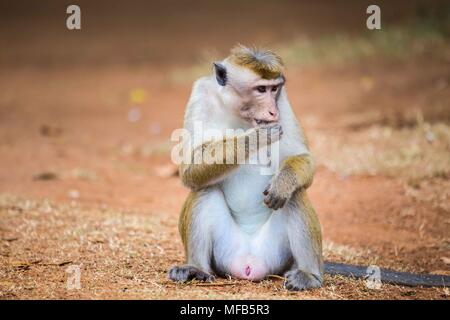 Toque macaque Sri Lanka Stockfoto