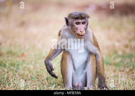 Toque macaque Sri Lanka Stockfoto