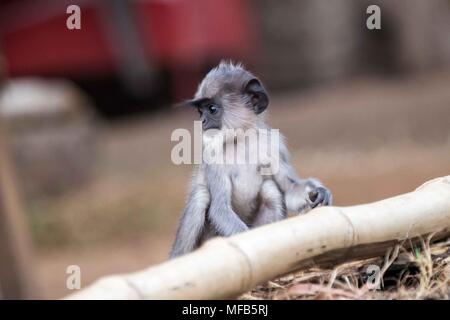 Baby Gemeinsame langur Sri Lanka Stockfoto