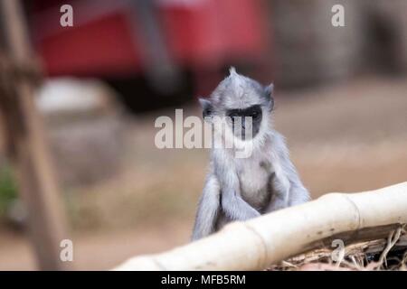 Baby Gemeinsame langur Sri Lanka Stockfoto