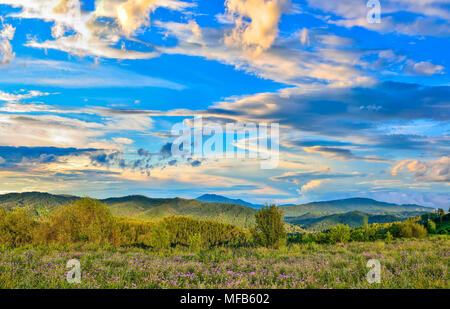 Malerische Sommerabend Landschaft mit goldenen Sonnenuntergang Wolken am Himmel über die blühende Bergwiese mit lila Blumen - Altai Gebirge Stockfoto