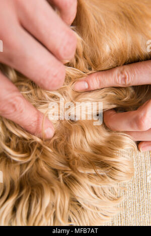 Riesige flohmarkt Blut Insekt in Welpe lange Fell mit menschlichen Händen. Big tick innerhalb der Hund Haut hautnah. Stockfoto