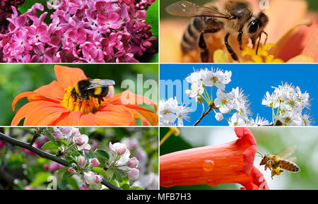 Helle Frühjahrskollektion mit Blumen, Insekten, Obstbäumen. Stockfoto