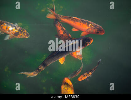 Koi-Karpfen im Teich Stockfoto