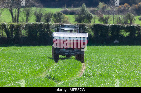 Traktor verbreiten Dünger auf dem Feld Stockfoto