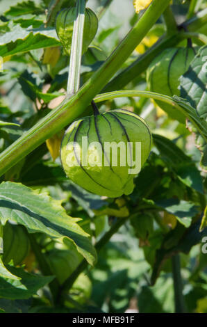 Einen gut gepflegten Gemüsegarten in den Bergen von Colorado zeigt alles vom Kürbis und Bohnen zu tomatillos, Brokkoli und Zwiebeln. Stockfoto