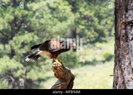 North America, United States, California, östlichen Oregon, Biegen. Harris Hawk (Parabuteo unicinctus). Gefangen. Stockfoto