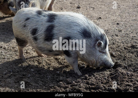 Ferkel (Sus Scrofa Domestica) auf einem Bio-Bauernhof Stockfoto