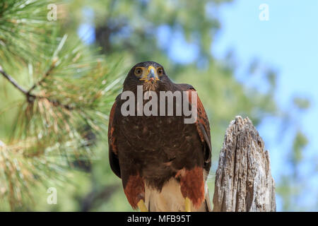 North America, United States, California, östlichen Oregon, Biegen. Harris Hawk (Parabuteo unicinctus). Gefangen. Stockfoto