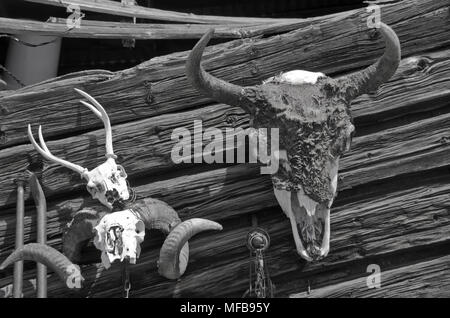 Eine alte Büffel Schädel mit Hörner hängt an einem verlassenen Blockhütte Wand, Slong mit einer RAM-Schädel und voll gekrümmten Hörnern, und ein junger Hirsch Schädel mit antle Stockfoto