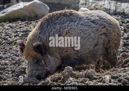 Wildschwein (Sus scrofa) auf der Nahrungssuche Stockfoto