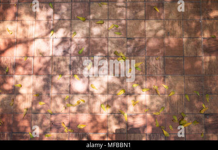 Die Silhouette Hintergrund der Zweige in der Baumstruktur bei dem Sonnenlicht ausgesetzt und fallen auf den Fliesen im Flur. Es gibt Laub auf dem Floo Stockfoto