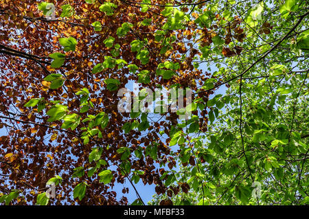 Lila Buche, Fagus sylvatica Atropurpurea, Fagus grandifolia 'Caroliniana', Amerikanische buche, frisch neue Blätter Stockfoto