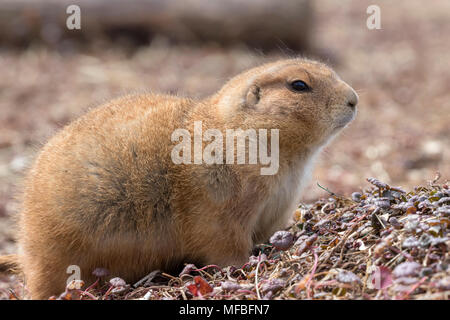 Schwarz-tailed Präriehunde (Cynomys ludovicianus) Stockfoto