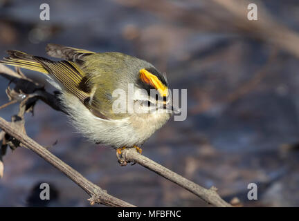 Golden gekrönte kinglet (Regulus satrapa) auf den Ast, Saylorville, Iowa, USA gehockt Stockfoto