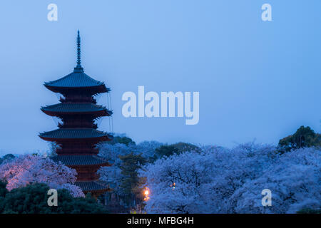 Fünf stöckige Pagode, in der Dämmerung, während Sakura Saison, Ikegami Honmonji Tempel, Ota-Ku, Tokio, Japan Stockfoto