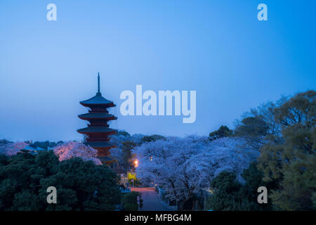 Fünf stöckige Pagode, in der Dämmerung, während Sakura Saison, Ikegami Honmonji Tempel, Ota-Ku, Tokio, Japan Stockfoto