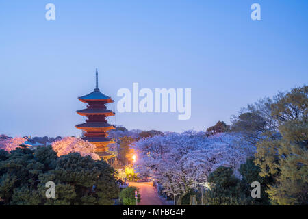 Fünf stöckige Pagode, in der Dämmerung, während Sakura Saison, Ikegami Honmonji Tempel, Ota-Ku, Tokio, Japan Stockfoto