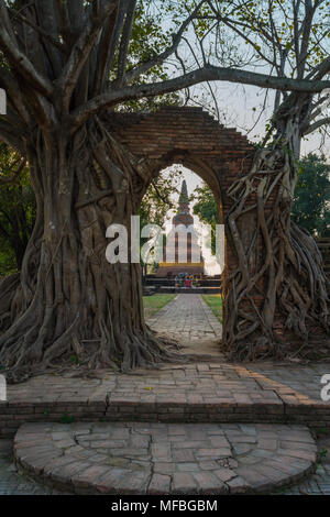 Antike alte Pagode im Rahmen der Tür der zerstörten Mauer durch Baum im Wat Phra Ngam buddhistischen Tempel in Ayutthaya, Thailand abgedeckt Stockfoto