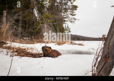 MAYNOOTH, ONTARIO, Kanada - 24 April 2018: Ein nordamerikanischer Biber (Castor Canadensis) Grünfutter für Lebensmittel. (Ryan Carter) Stockfoto