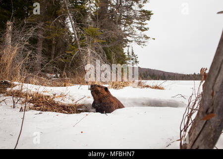 MAYNOOTH, ONTARIO, Kanada - 24 April 2018: Ein nordamerikanischer Biber (Castor Canadensis) Grünfutter für Lebensmittel. (Ryan Carter) Stockfoto