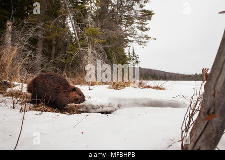 MAYNOOTH, ONTARIO, Kanada - 24 April 2018: Ein nordamerikanischer Biber (Castor Canadensis) Grünfutter für Lebensmittel. (Ryan Carter) Stockfoto