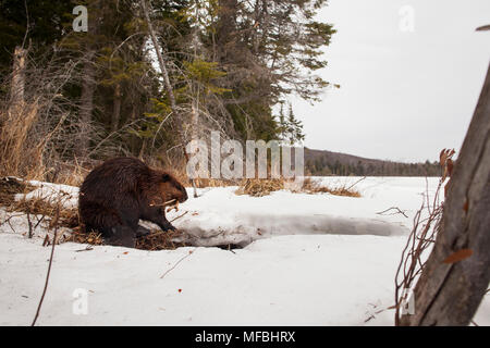 MAYNOOTH, ONTARIO, Kanada - 24 April 2018: Ein nordamerikanischer Biber (Castor Canadensis) Grünfutter für Lebensmittel. (Ryan Carter) Stockfoto