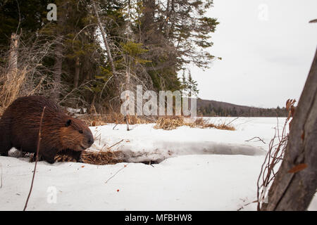 MAYNOOTH, ONTARIO, Kanada - 24 April 2018: Ein nordamerikanischer Biber (Castor Canadensis) Grünfutter für Lebensmittel. (Ryan Carter) Stockfoto