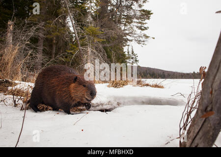 MAYNOOTH, ONTARIO, Kanada - 24 April 2018: Ein nordamerikanischer Biber (Castor Canadensis) Grünfutter für Lebensmittel. (Ryan Carter) Stockfoto
