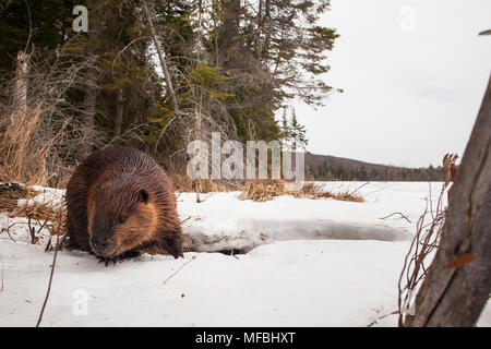 MAYNOOTH, ONTARIO, Kanada - 24 April 2018: Ein nordamerikanischer Biber (Castor Canadensis) Grünfutter für Lebensmittel. (Ryan Carter) Stockfoto