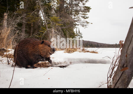 MAYNOOTH, ONTARIO, Kanada - 24 April 2018: Ein nordamerikanischer Biber (Castor Canadensis) Grünfutter für Lebensmittel. (Ryan Carter) Stockfoto