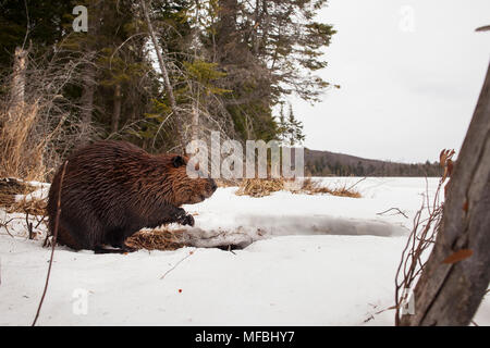 MAYNOOTH, ONTARIO, Kanada - 24 April 2018: Ein nordamerikanischer Biber (Castor Canadensis) Grünfutter für Lebensmittel. (Ryan Carter) Stockfoto