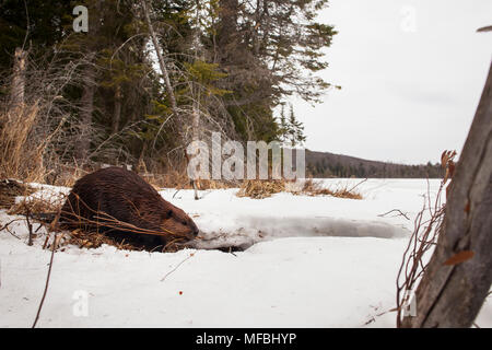 MAYNOOTH, ONTARIO, Kanada - 24 April 2018: Ein nordamerikanischer Biber (Castor Canadensis) Grünfutter für Lebensmittel. (Ryan Carter) Stockfoto