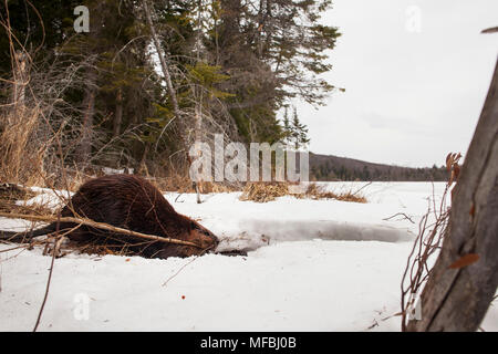 MAYNOOTH, ONTARIO, Kanada - 24 April 2018: Ein nordamerikanischer Biber (Castor Canadensis) Grünfutter für Lebensmittel. (Ryan Carter) Stockfoto