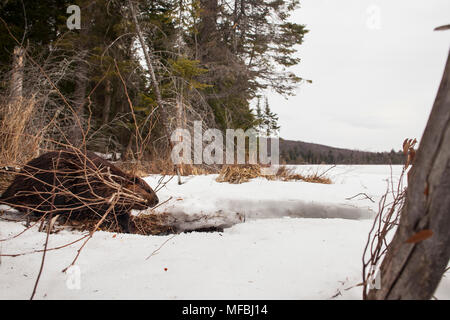 MAYNOOTH, ONTARIO, Kanada - 24 April 2018: Ein nordamerikanischer Biber (Castor Canadensis) Grünfutter für Lebensmittel. (Ryan Carter) Stockfoto
