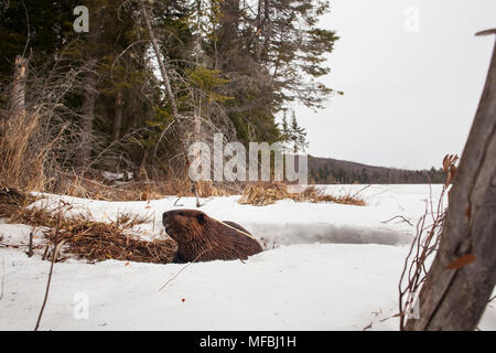 MAYNOOTH, ONTARIO, Kanada - 24 April 2018: Ein nordamerikanischer Biber (Castor Canadensis) Grünfutter für Lebensmittel. (Ryan Carter) Stockfoto