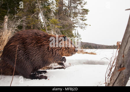 MAYNOOTH, ONTARIO, Kanada - 24 April 2018: Ein nordamerikanischer Biber (Castor Canadensis) Grünfutter für Lebensmittel. (Ryan Carter) Stockfoto